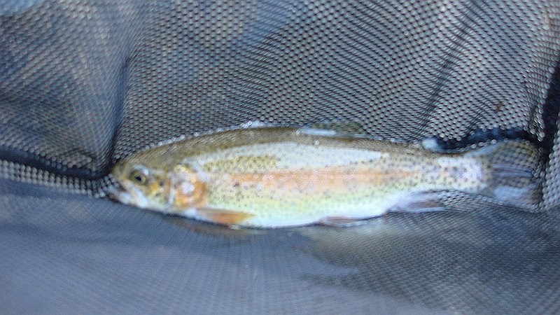 Cross Fork Rainbow1.JPG